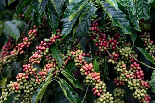 Koffiebonenplant
