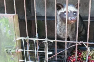 Kopi luwak koffie