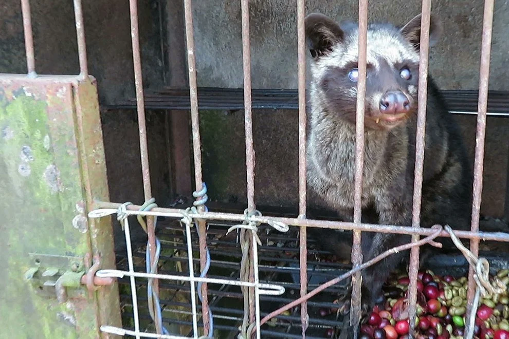 Kopi luwak koffie